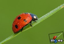 Tags: ladybug (Pict. in 1920x1200 wallpapers HD)