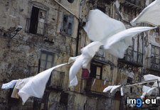 Tags: laundry, lines (Pict. in National Geographic Photo Of The Day 2001-2009)