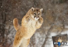 Tags: cougar, leaping (Pict. in Beautiful photos and wallpapers)