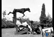 Tags: doberman, leaping (Pict. in National Geographic Photo Of The Day 2001-2009)