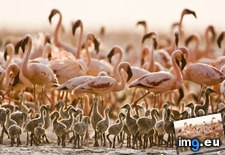 Tags: chicks, flamingos, lake, lesser, natron, tanzania (Pict. in Beautiful photos and wallpapers)
