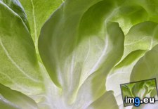 Tags: age, fotostock, leaf, lettuce (Pict. in Best photos of January 2013)