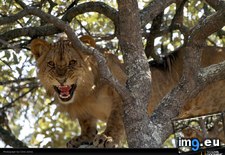 Tags: johns, lion (Pict. in National Geographic Photo Of The Day 2001-2009)