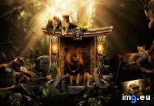 Tags: 1920x1200, jungle, lions, wallpaper (Pict. in Desktopography Wallpapers - HD wide 3D)