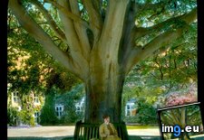 Tags: 19th, bench, castle, century, large, lismore, tree, woman (Pict. in Branson DeCou Stock Images)