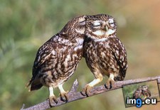 Tags: age, athene, extremadura, fotostock, little, noctua, owls, roost, spain, wallpaper (Pict. in Best photos of February 2013)