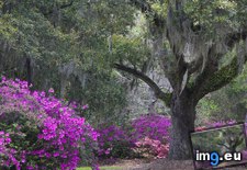 Tags: azeleas, boone, carolina, hall, live, oak, plantation, south (Pict. in Beautiful photos and wallpapers)