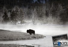 Tags: bison, lonely, national, park, wyoming, yellowstone (Pict. in Beautiful photos and wallpapers)
