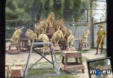 Tags: angeles, california, farm, gay, lion, lions, los, monte, posing, stand, trainer, wooden (Pict. in Branson DeCou Stock Images)