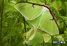 Tags: age, canada, ferns, fotostock, hay, livley, luna, moths, ontario, scented (Pict. in Best photos of January 2013)