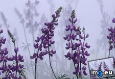 Tags: lupines, shadows (Pict. in Beautiful photos and wallpapers)