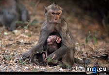 Tags: macaque, mom (Pict. in National Geographic Photo Of The Day 2001-2009)