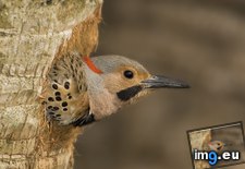 Tags: flicker, florida, male, northern (Pict. in Beautiful photos and wallpapers)
