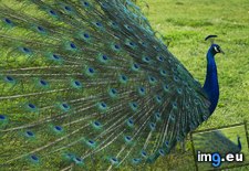 Tags: male, peacock, virginia (Pict. in Beautiful photos and wallpapers)