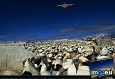 Tags: cape, gannets, malgas (Pict. in National Geographic Photo Of The Day 2001-2009)