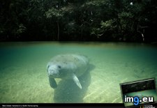 Tags: florida, manatee, springs (Pict. in National Geographic Photo Of The Day 2001-2009)
