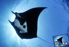 Tags: islands, manta, mexico, ray, revillagigedo, socorro (Pict. in Beautiful photos and wallpapers)