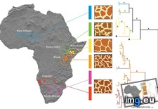 Tags: giraffe, patterns, regional (Pict. in My r/MAPS favs)