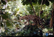 Tags: cat, margay (Pict. in National Geographic Photo Of The Day 2001-2009)