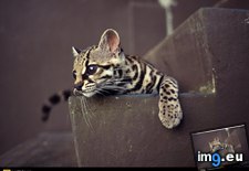 Tags: kitten, margay (Pict. in National Geographic Photo Of The Day 2001-2009)