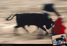 Tags: allard, bull, matador, motion (Pict. in National Geographic Photo Of The Day 2001-2009)