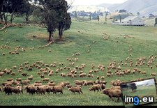 Tags: merino, sheep (Pict. in National Geographic Photo Of The Day 2001-2009)