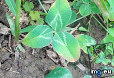 Tags: clover, nice, triangle (Pict. in My r/MILDLYINTERESTING favs)