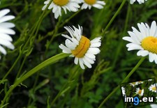 Tags: conjoined, daisy, park (Pict. in My r/MILDLYINTERESTING favs)