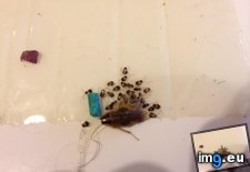Tags: babies, cockroach, german, glue, had, trap, wandered (Pict. in My r/MILDLYINTERESTING favs)