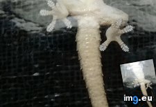 Tags: feet, gecko, house (Pict. in My r/MILDLYINTERESTING favs)
