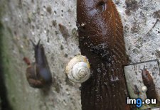 Tags: large, slug, snail, tiny, wearing (Pict. in My r/MILDLYINTERESTING favs)