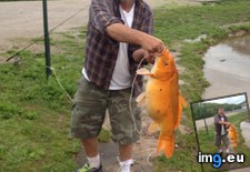 Tags: caught, goldfish, lake, local, nearby, pound (Pict. in My r/MILDLYINTERESTING favs)