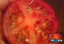Tags: seeds, sprouting, tomato (Pict. in My r/MILDLYINTERESTING favs)