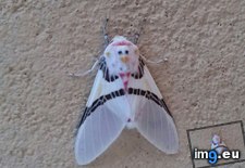 Tags: chicken, face, moth, white (Pict. in My r/MILDLYINTERESTING favs)