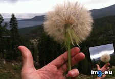 Tags: abnormally, dandelion, large (Pict. in My r/MILDLYINTERESTING favs)