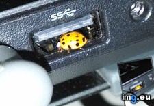 Tags: ladybug, port, usb (Pict. in My r/MILDLYINTERESTING favs)