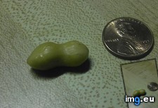 Tags: peanut, shaped, work (Pict. in My r/MILDLYINTERESTING favs)