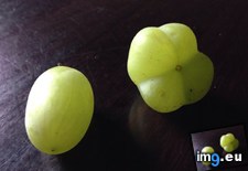 Tags: grape, quadruple (Pict. in My r/MILDLYINTERESTING favs)