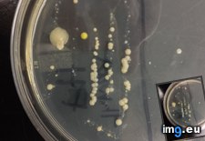 Tags: anthrax, biology, culture, did, for, lab, out, staph, strep, throat (Pict. in My r/MILDLYINTERESTING favs)