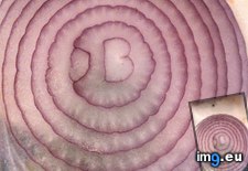 Tags: letter, onion (Pict. in My r/MILDLYINTERESTING favs)