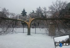 Tags: caused, freezing, perfectly, rain, split, tree (Pict. in My r/MILDLYINTERESTING favs)