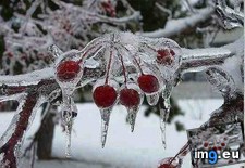 Tags: cherries, frozen, russia (Pict. in My r/MILDLYINTERESTING favs)
