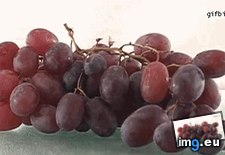 Tags: grapes, lapse, raisins, time (GIF in My r/MILDLYINTERESTING favs)