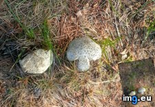 Tags: mushroom, shaped (Pict. in My r/MILDLYINTERESTING favs)
