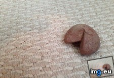 Tags: cookie, fortune, rock (Pict. in My r/MILDLYINTERESTING favs)