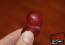 Tags: conjoined, grapes (Pict. in My r/MILDLYINTERESTING favs)