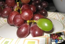 Tags: cluster, grape, grapes, green, growing, one, purple (Pict. in My r/MILDLYINTERESTING favs)