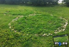 Tags: lawn, mushrooms, rings (Pict. in My r/MILDLYINTERESTING favs)
