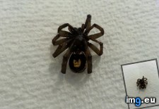 Tags: spider, tang, work (Pict. in My r/MILDLYINTERESTING favs)