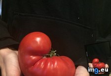 Tags: fetus, present, resembles, tomato, you (Pict. in My r/MILDLYINTERESTING favs)